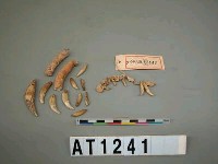 藏品(蓪草獸牙串飾)的圖片